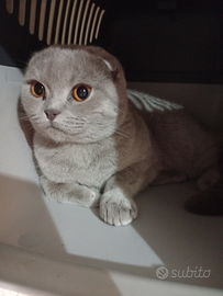 Scottish fold