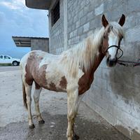 Puledro Paint 18 Mesi