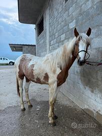 Puledro Paint 18 Mesi