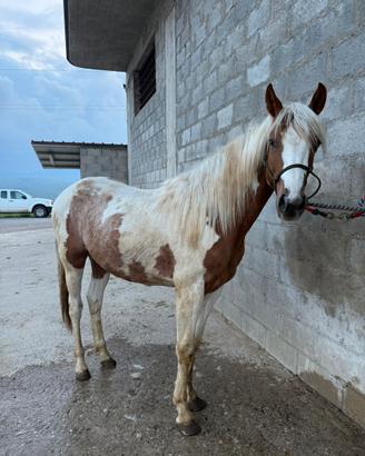 Puledro Paint 18 Mesi