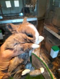 Conigli Ariete x Minilop (F1)