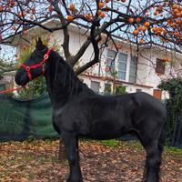 Castrone frisone sella e carrozza