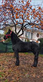 Castrone frisone sella e carrozza