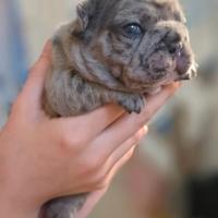 Bulldog merle' occhi blu