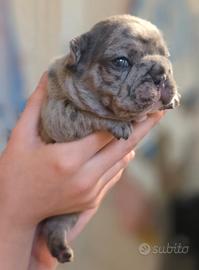Bulldog merle' occhi blu