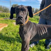 Ottanio, alano di 3 anni in adozione