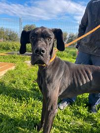 Ottanio, alano di 3 anni in adozione