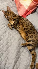 Gatto del bengala