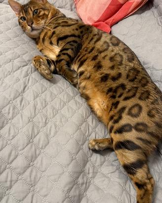 Gatto del bengala