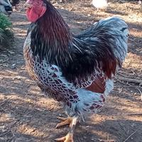 Vendo Gallo Wyandotte oro orlato argento