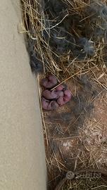 Coniglio nano
