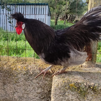 Gallo originale appenzeller