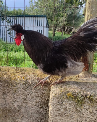 Gallo originale appenzeller