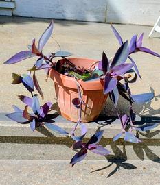 pianta di tradescantia viola