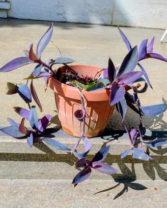 pianta di tradescantia viola