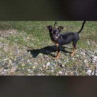 Pinscher mini toy