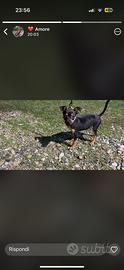 Pinscher mini toy