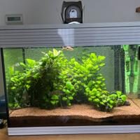 Acquario