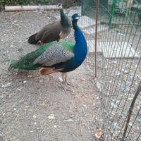 Pavoni pulcini di due mesi