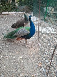 Pavoni pulcini di due mesi