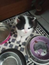 Gattini cuccioli Scottish
