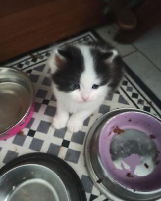 Gattini cuccioli Scottish