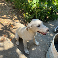 Cucciola