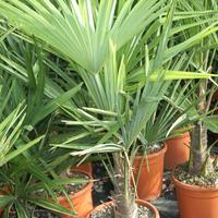 Palma 90 cm (varie disponibili)