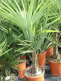 Palma 90 cm (varie disponibili)