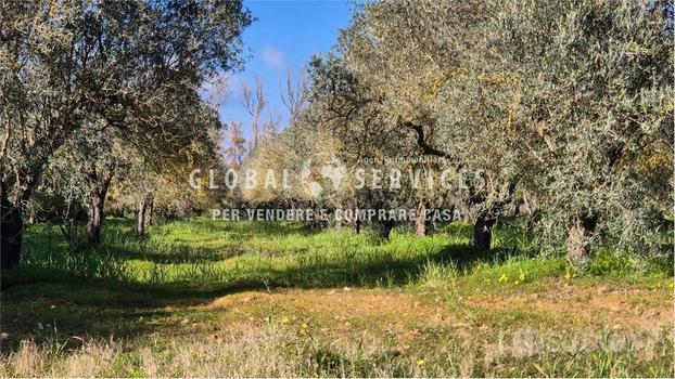 Terreno Agricolo Olivetato Località Sa Segada