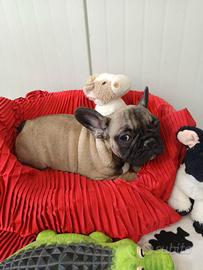Fulvo Sabbia Cuccioli Buldog Francese Enci
