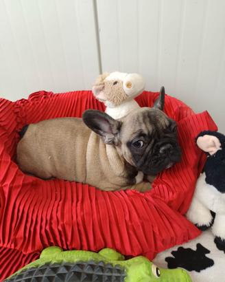 Fulvo Sabbia Cuccioli Buldog Francese Enci
