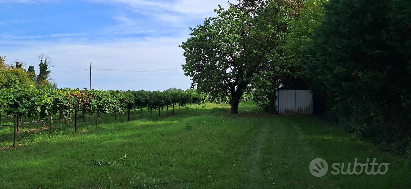 Terreno agricolo - vigneto - Vista 3