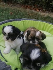 Shih Tzu cuccioli