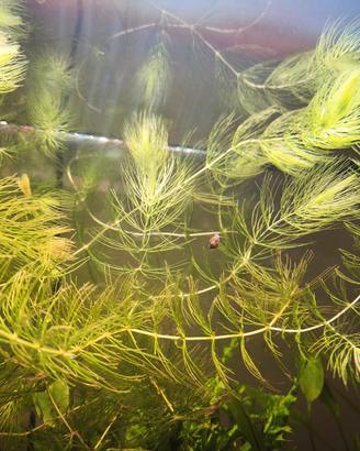 Pianta acquario Ceratophyllum demersum