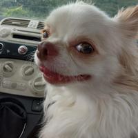 Chihuahua da monta con pedigree enci