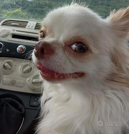 Chihuahua da monta con pedigree enci