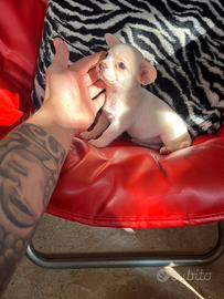 Chihuahua femmina bianco e arancio toy