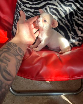 Chihuahua femmina bianco e arancio toy