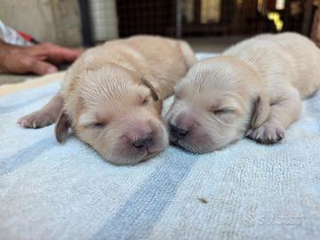 Cuccioli di Golden Retriever inglesi con pedigree