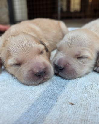 Cuccioli di Golden Retriever inglesi con pedigree