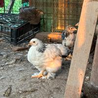 Giovani pulcinotti Brahama