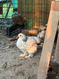 Giovani pulcinotti Brahama