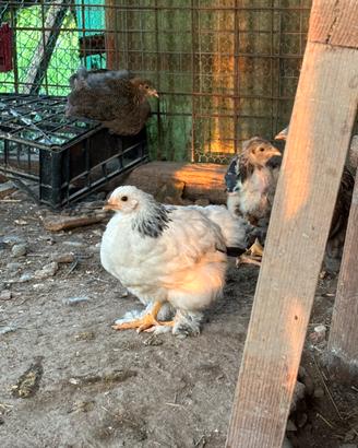 Giovani pulcinotti Brahama