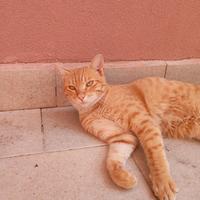 Gattino rosso