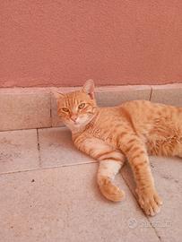 Gattino rosso