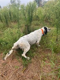 Setter Inglese pronta caccia