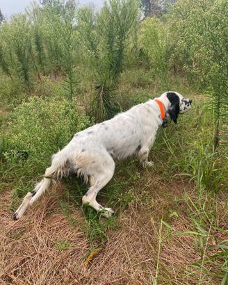 Setter Inglese pronta caccia