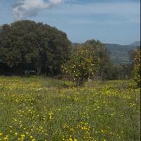 Terreno agricolo