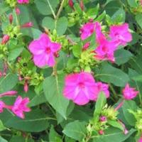 Semi fiori bella di notte